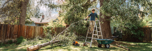 Tree Limb Trimming